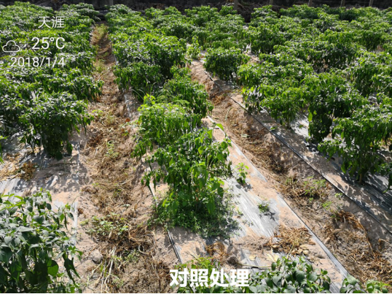 1515669713860624SKPy.png blob.png