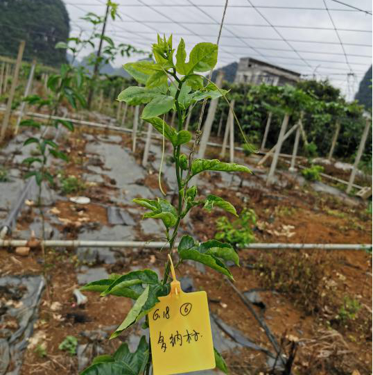 15765498205323048Jrq.png 圖片13.png