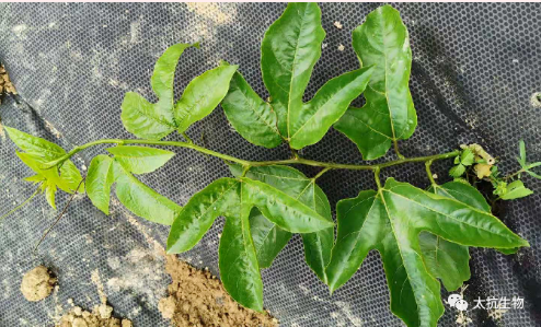 1587375432611147VCLH.png image.png